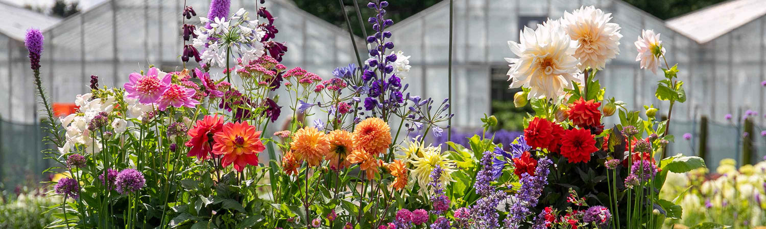 Summer Bulbs Clearance Sale