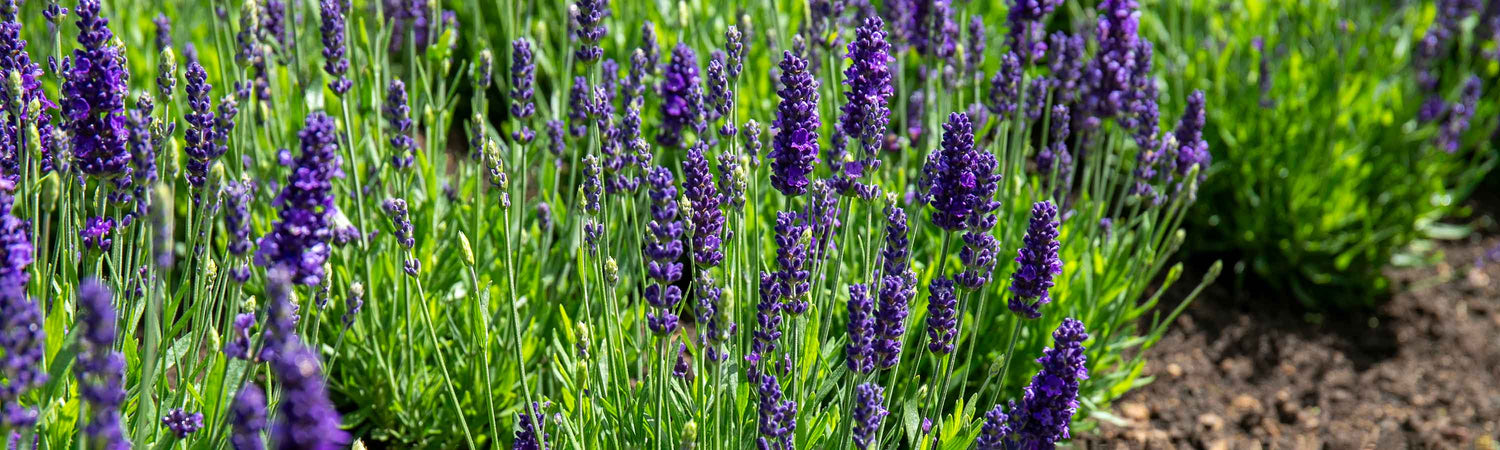 Lavender Plants
