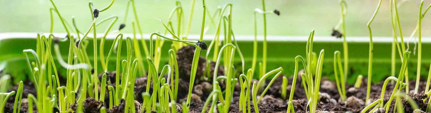 Leek Seeds