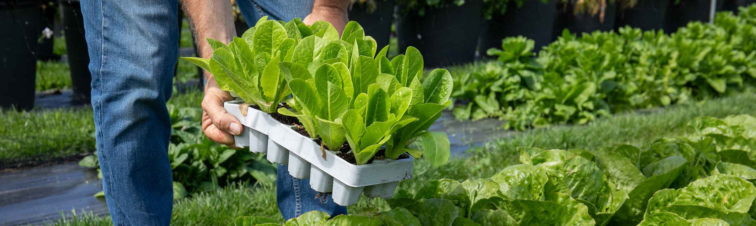 March Vegetable Despatch