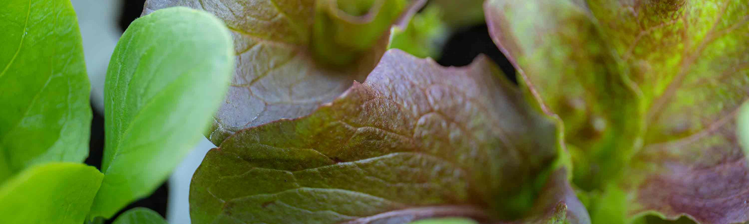 Lettuce Seeds