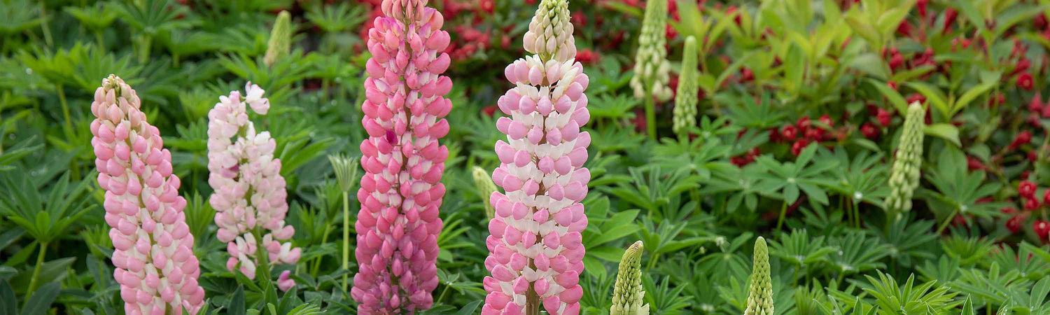 Perennial Plants in Stock