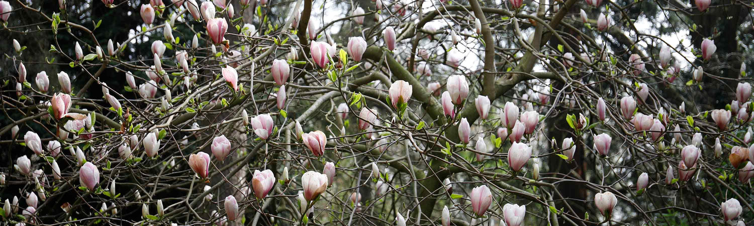 Magnolia Trees
