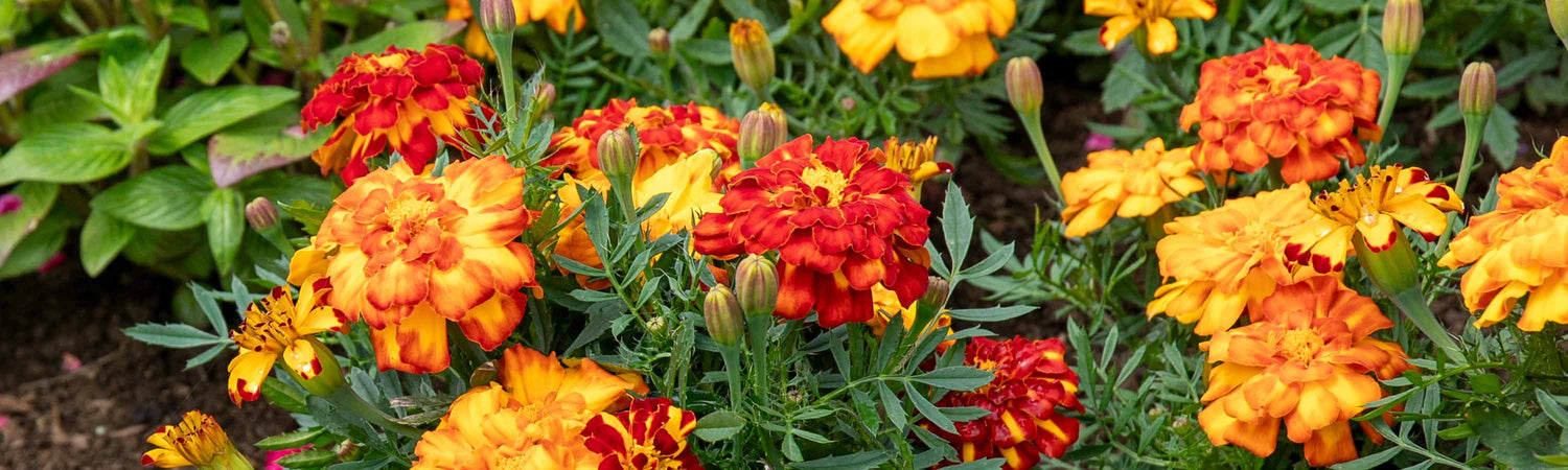 Gardeners World GWE107