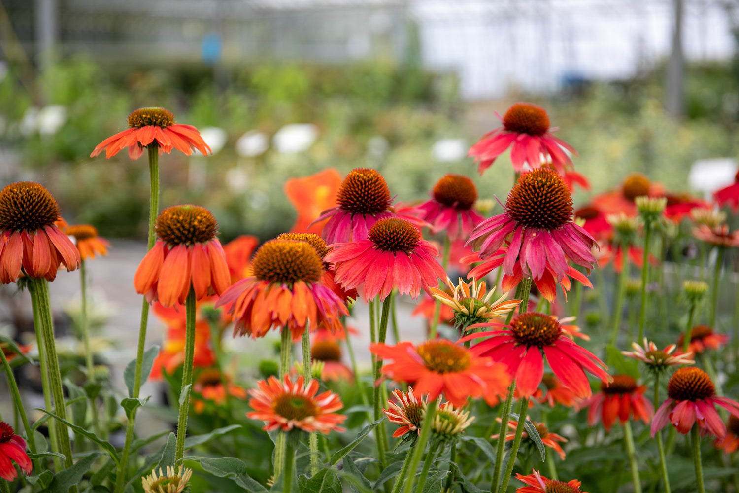 End Of Season Plants Sale