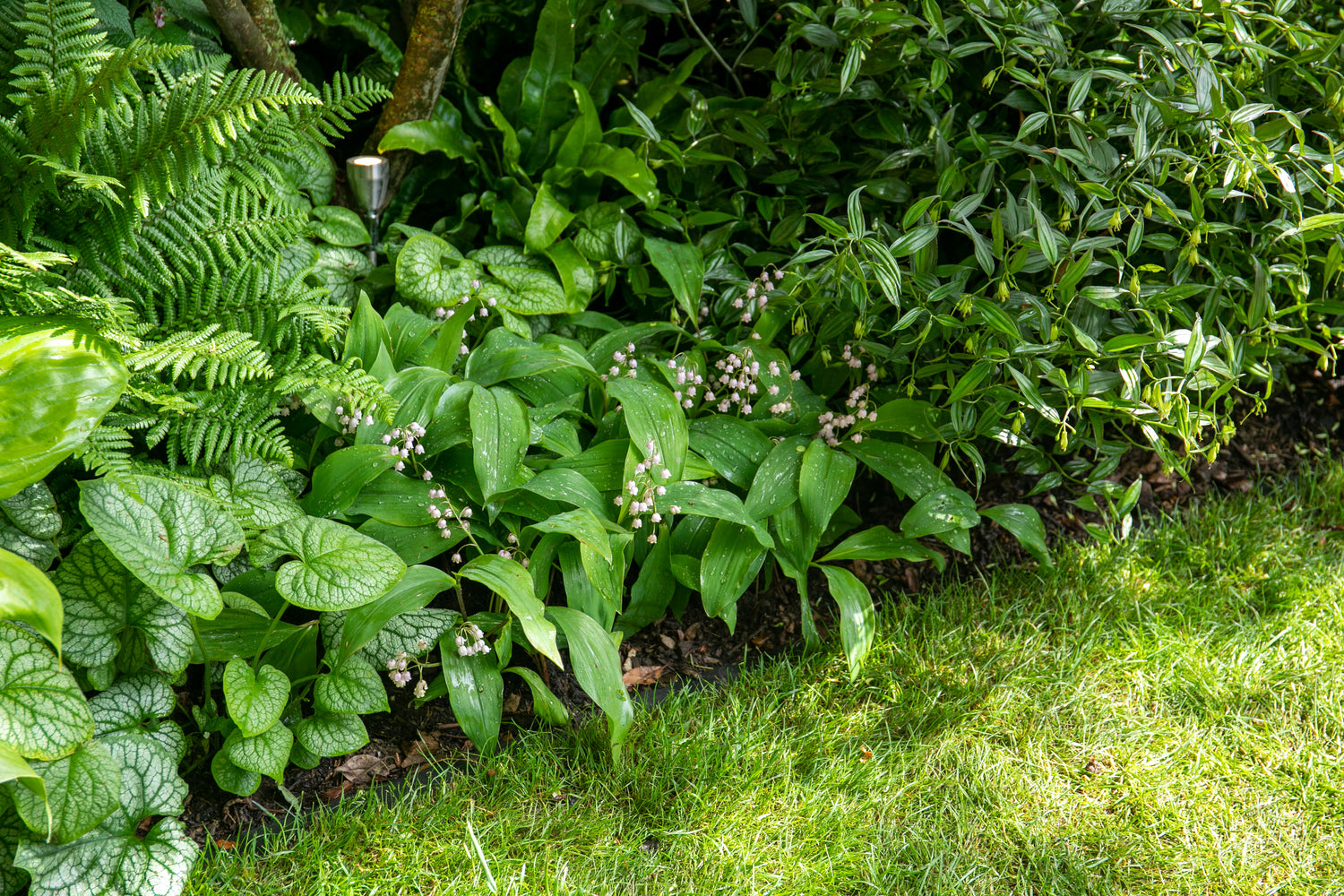 Shady Borders