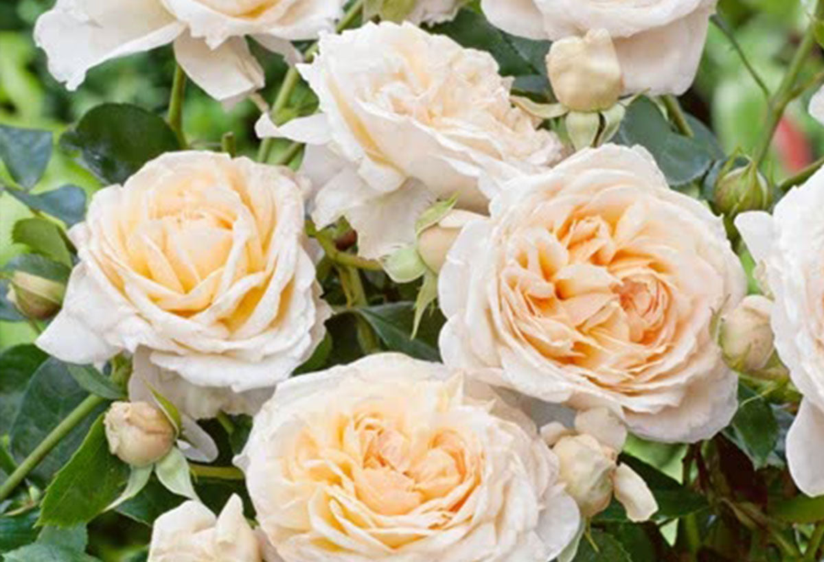 Celebration Roses