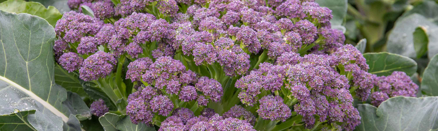Garden Ready Vegetables