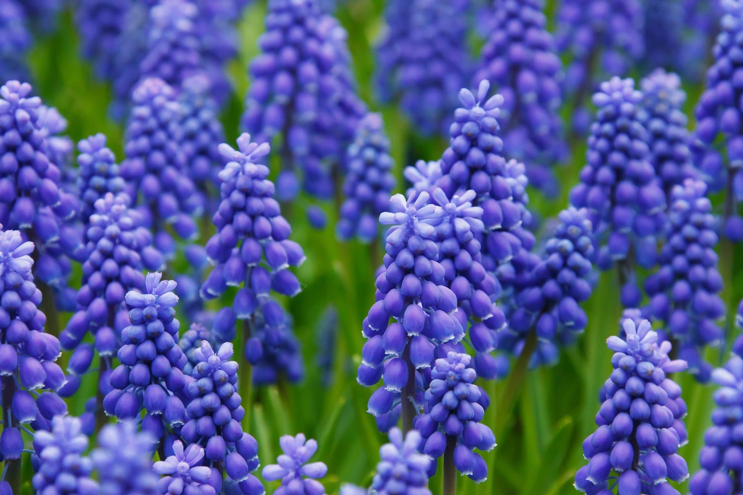 Muscari Bulbs