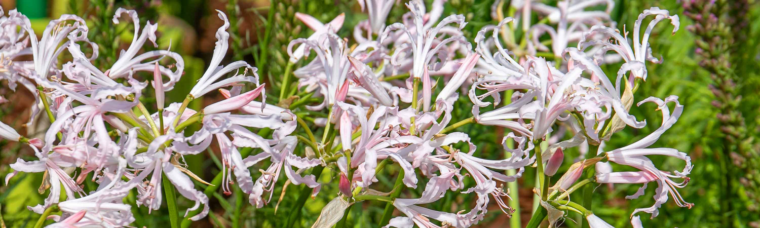 nerine bulbs