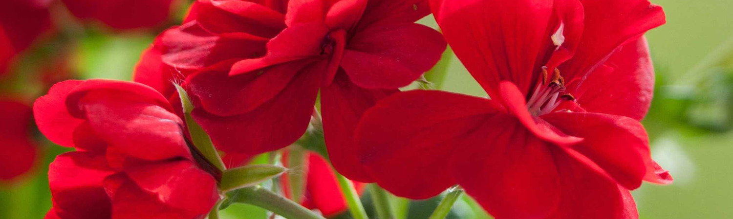 Gardeners World GWE102