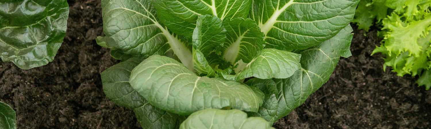 Pak Choi Plants