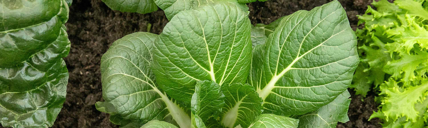 Pak Choi Seeds