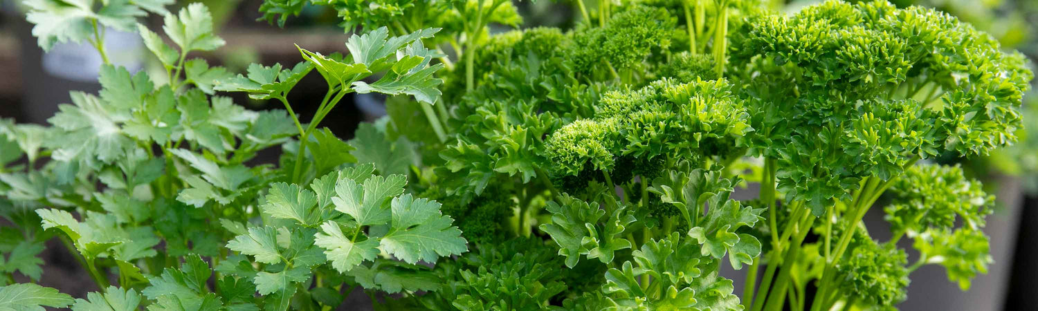 Seeds to Sow in December