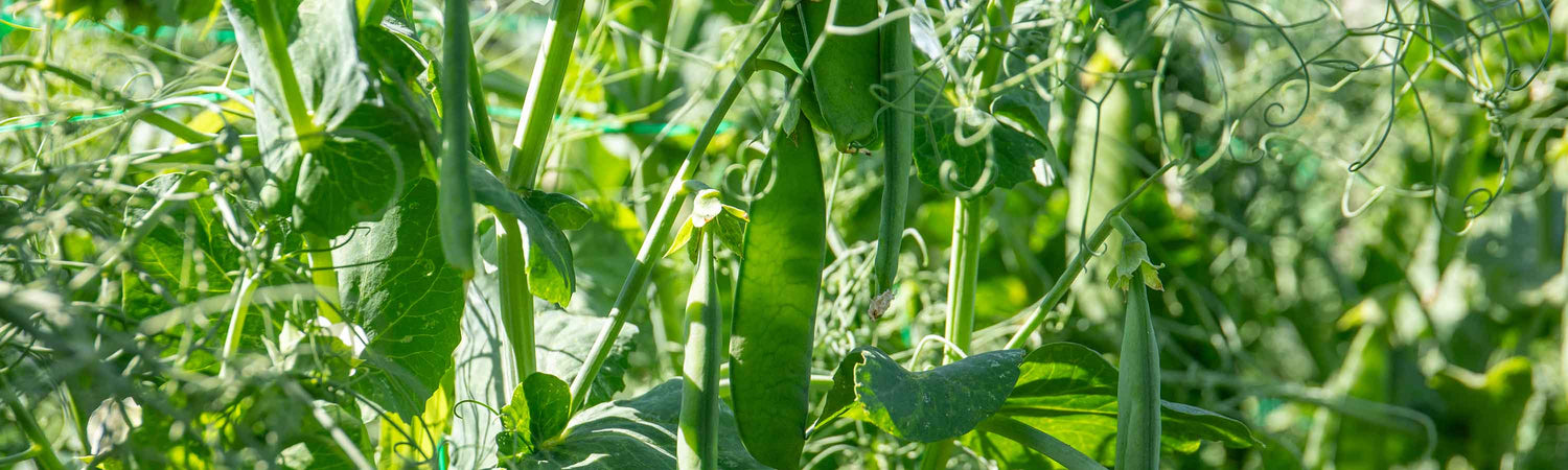 Pea & Mangetout Plants