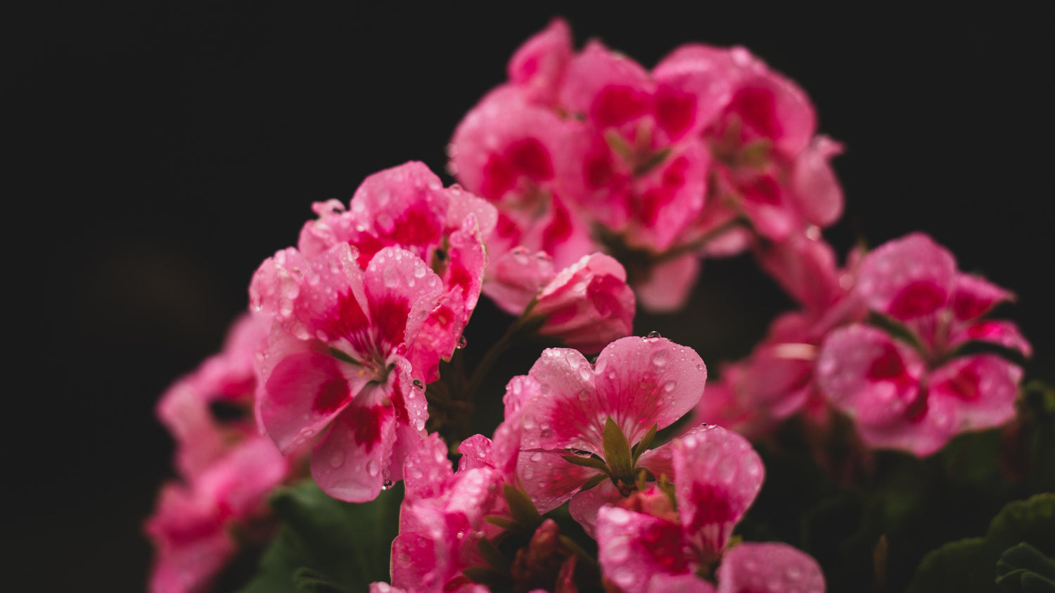 Geranium Plants