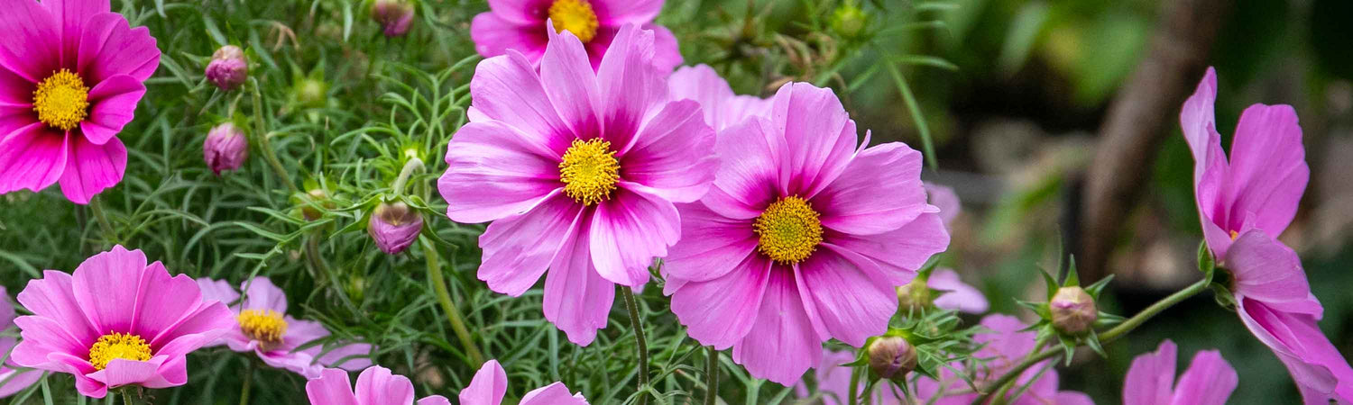 Professional Grower Plugs Offer