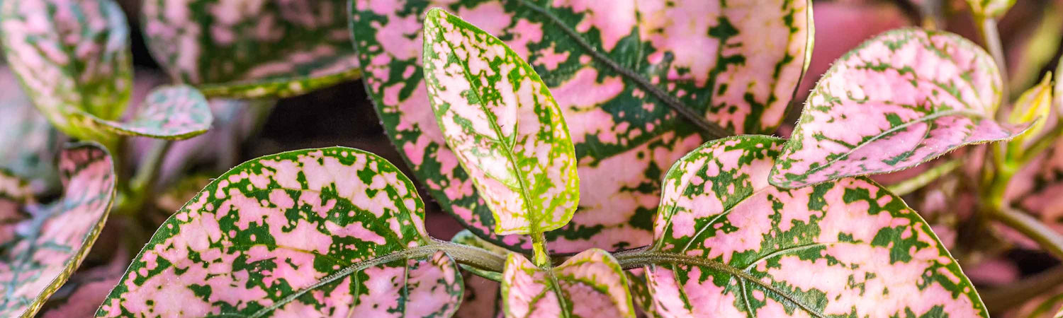 Houseplant Seeds