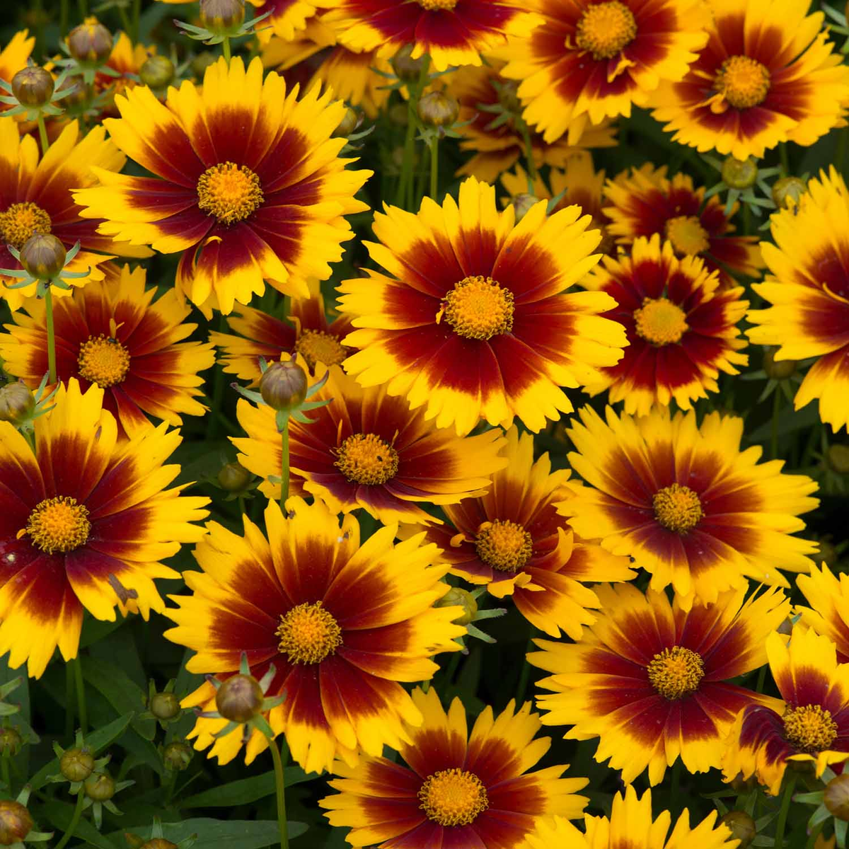 Instant Impact Buy Instant Impact Online Instant Impact For Sale