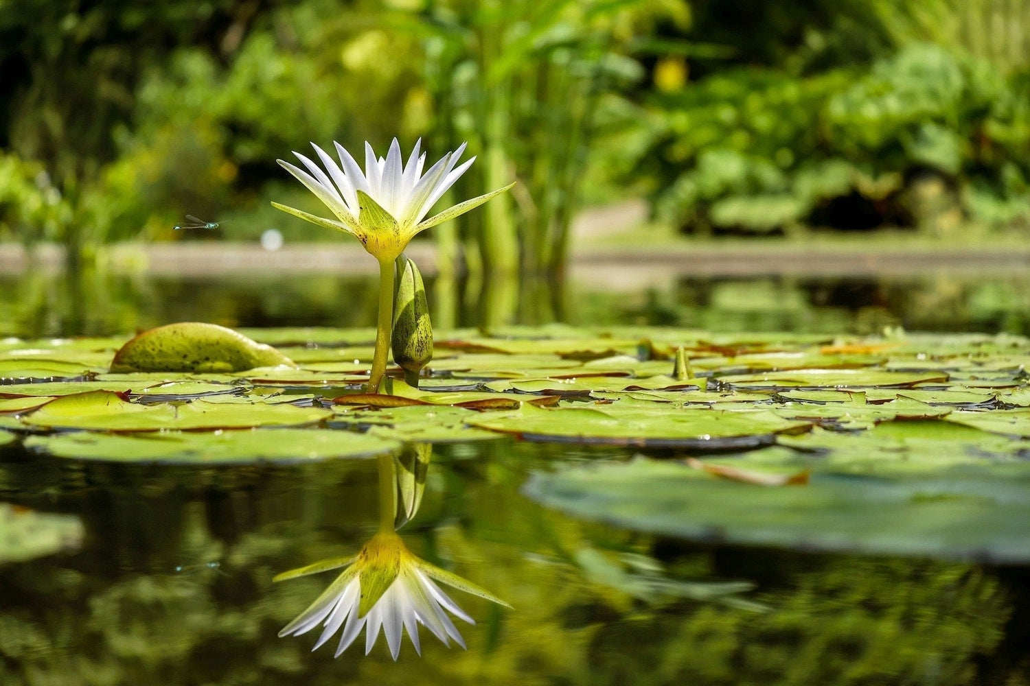 Pond Plants