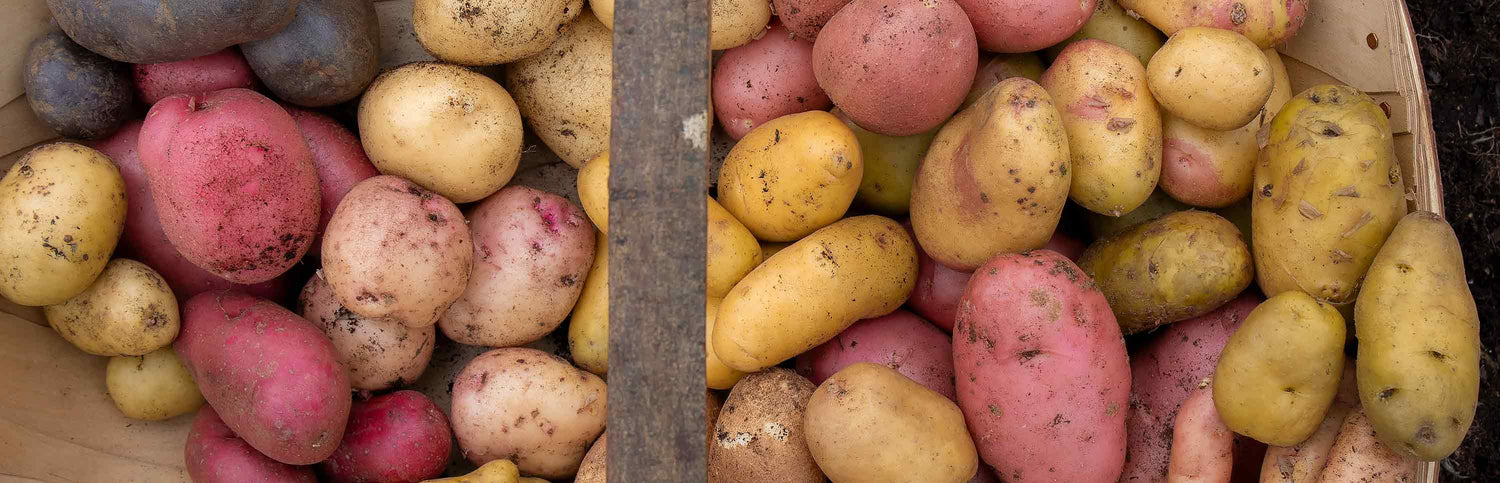 Potato harvest in basket