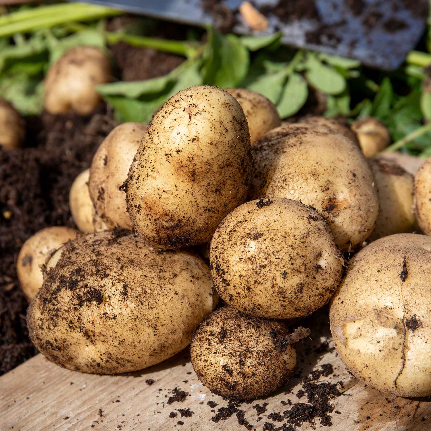 Gardeners World Email GWE131