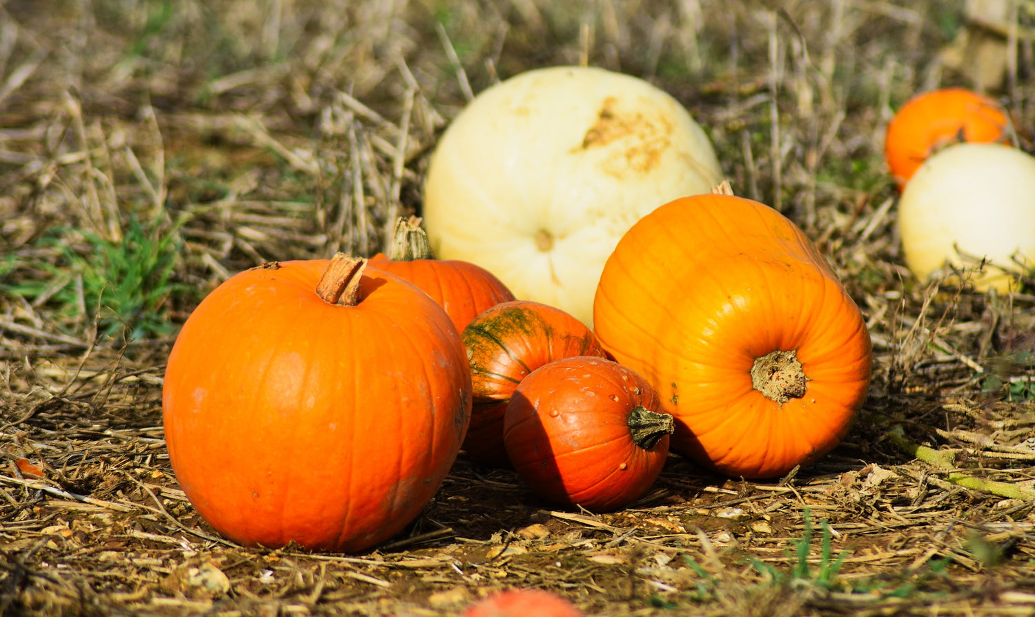 Pumpkin & Squash Seeds