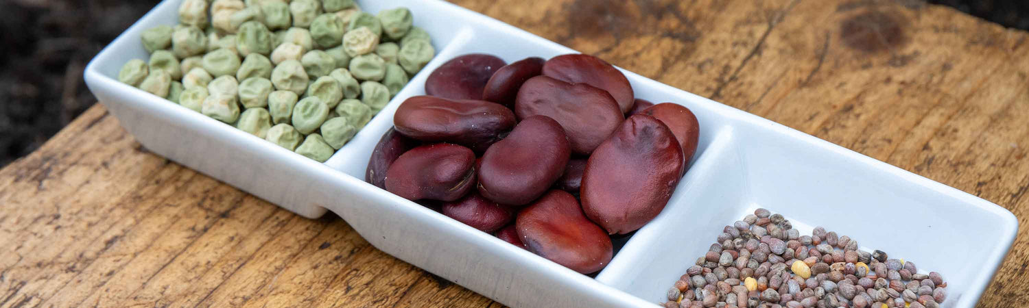Seed Offer