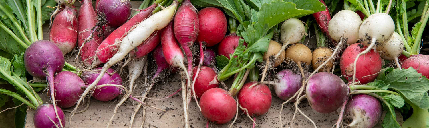 Seeds to Sow in September