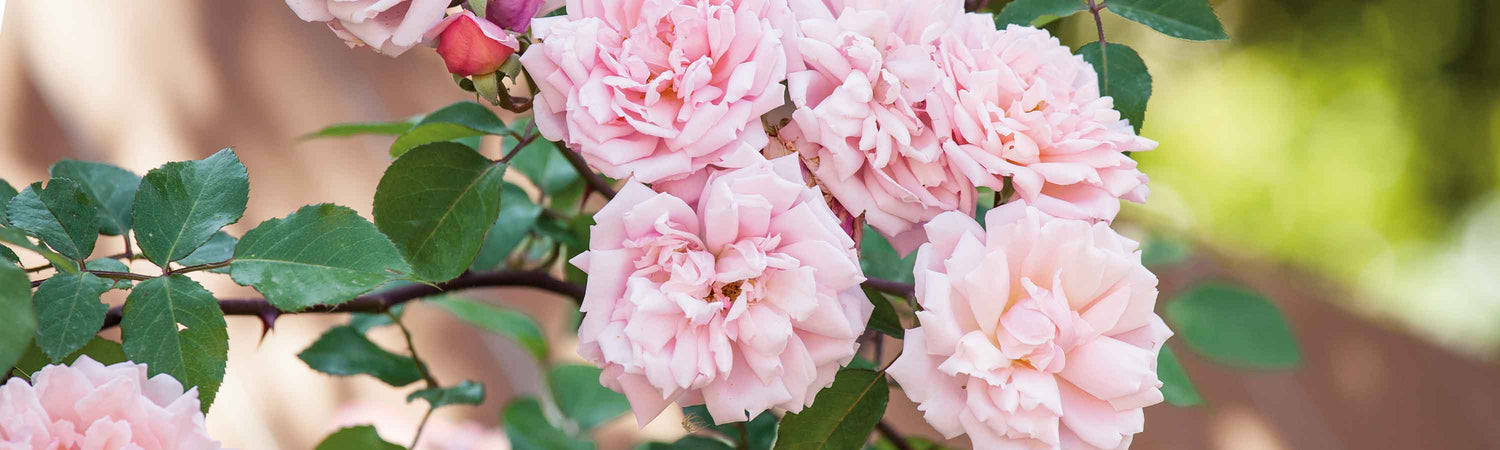 Rambling Rose