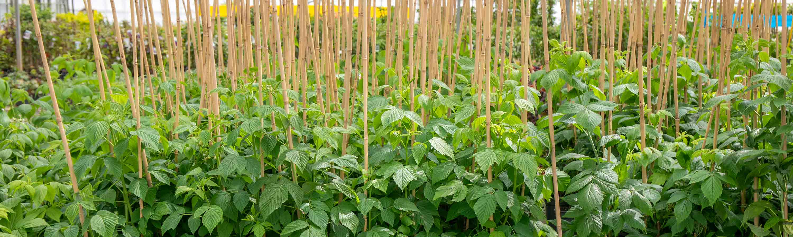 Thronless Raspberry Plants Thornless Raspberries | Thornless Raspberry Plants Easy to Grow ...