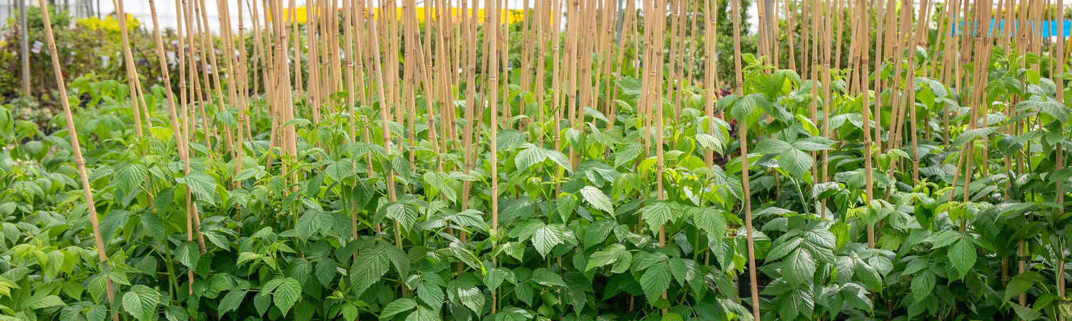 Thornless Raspberries