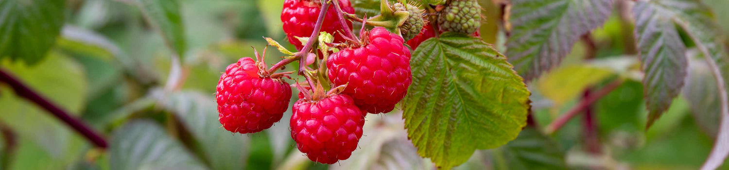 Autumn Fruiting Raspberries