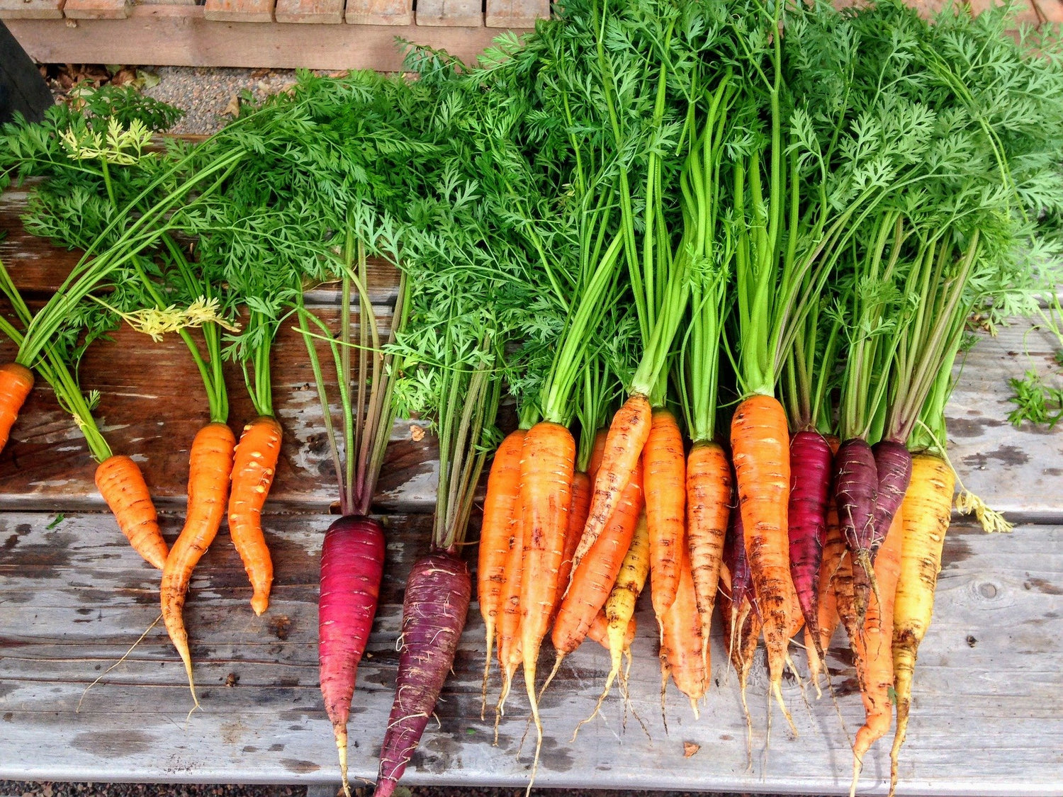 Root Vegetable Plants