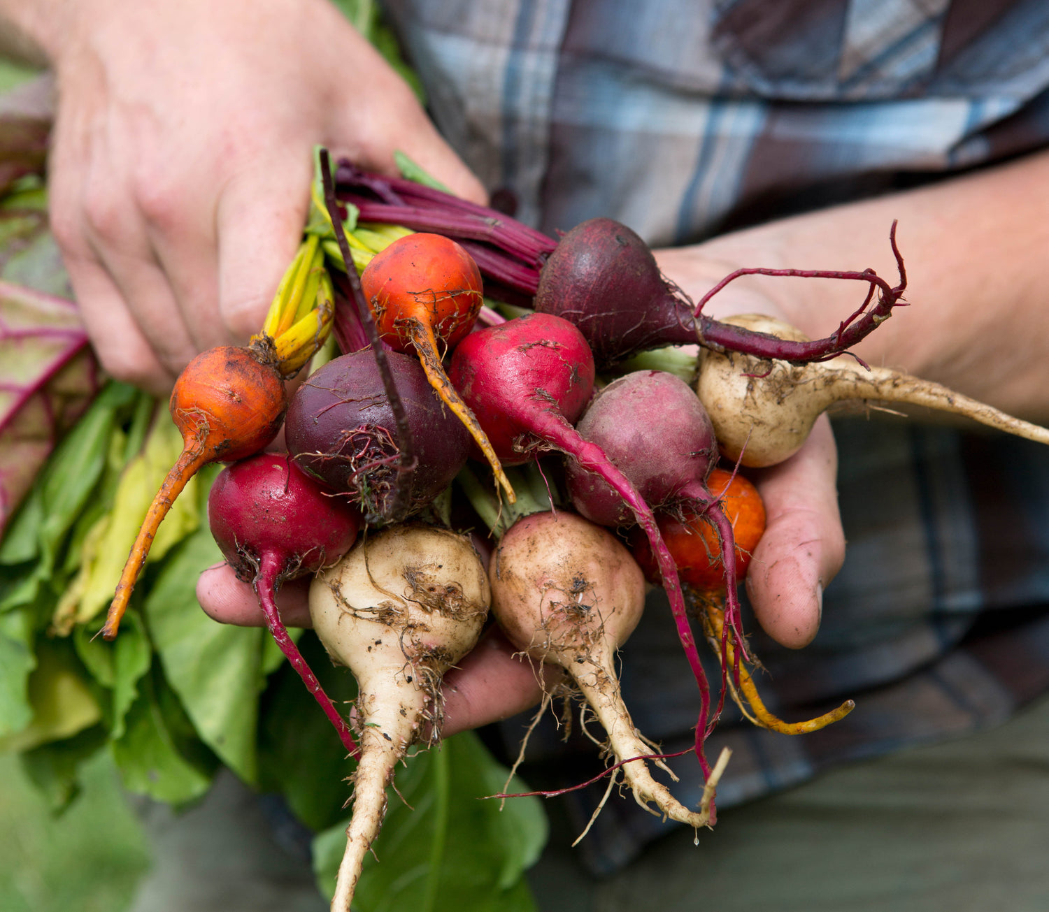 Root Vegetable Seeds