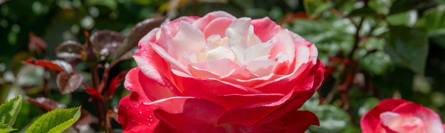 Hybrid Tea Rose