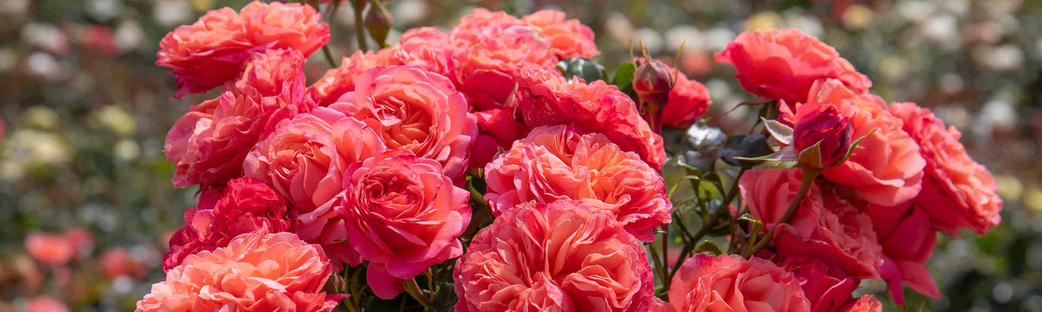 Gardeners World February 26 Reader offer