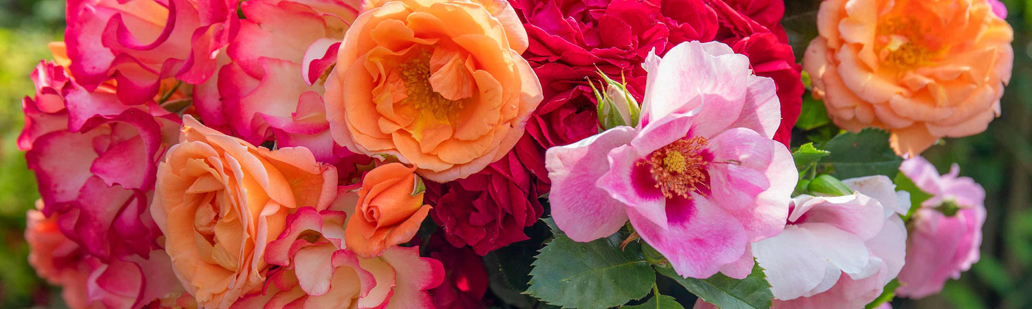 Rose Planting Supplies