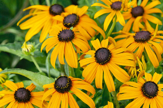 Rudbeckia Plants