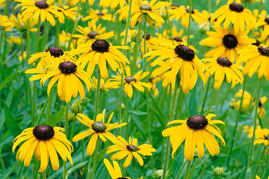 Rudbeckia Seeds