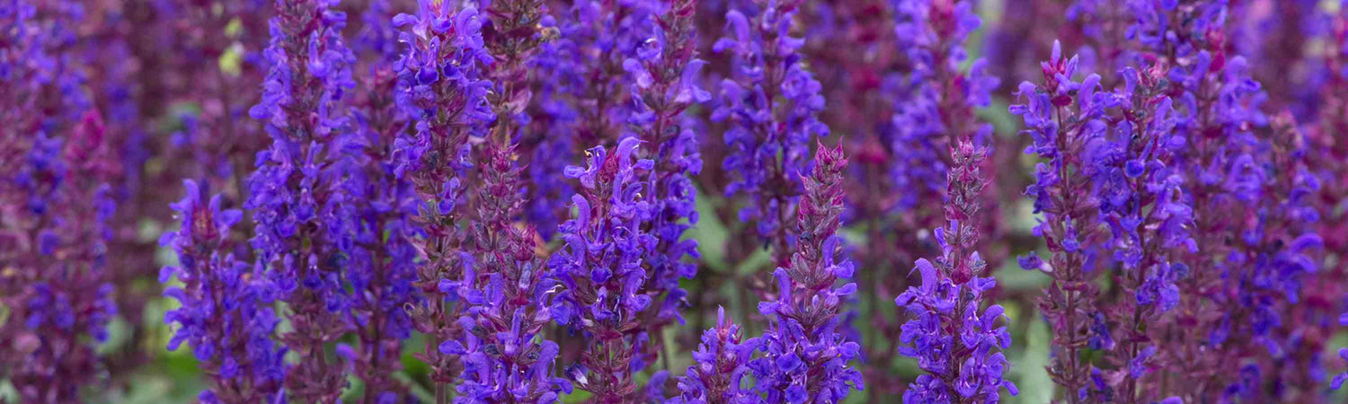 Perennial Garden Ready Plugs Offer