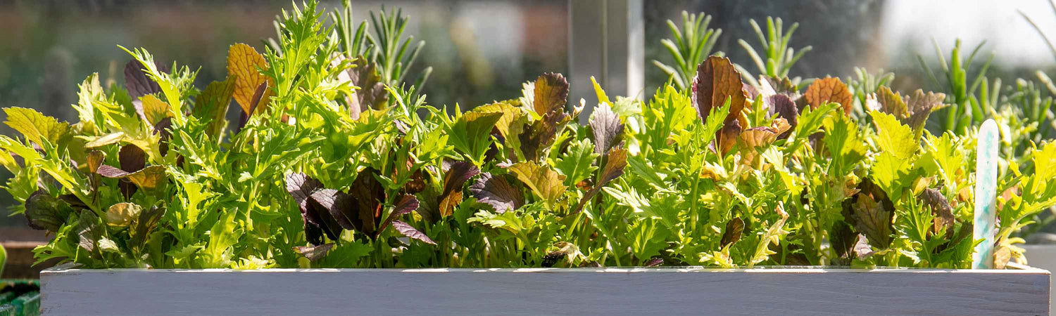 Seeds to Sow in July