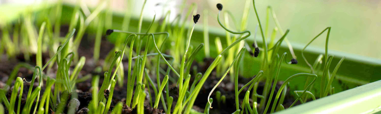 Seeds to Sow in January