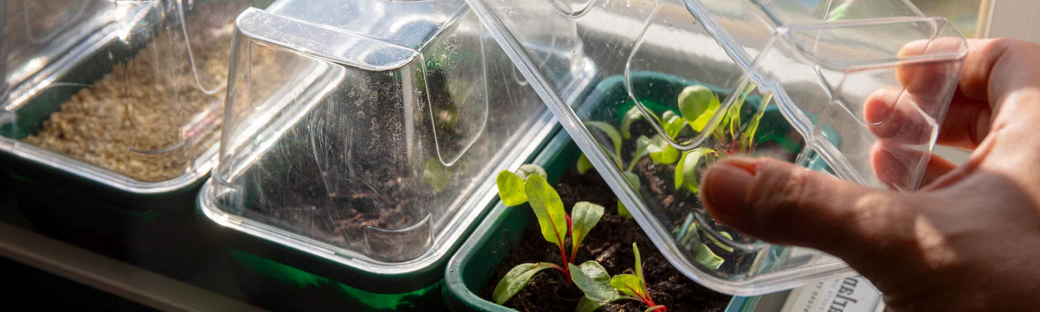 seeds in propagator
