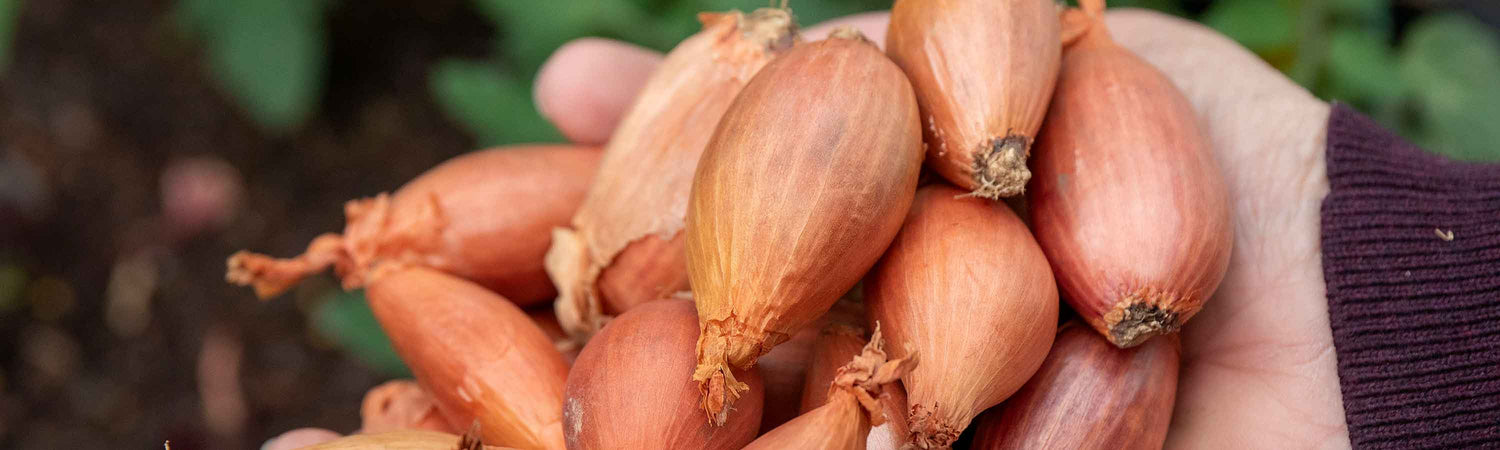 Shallot Seeds
