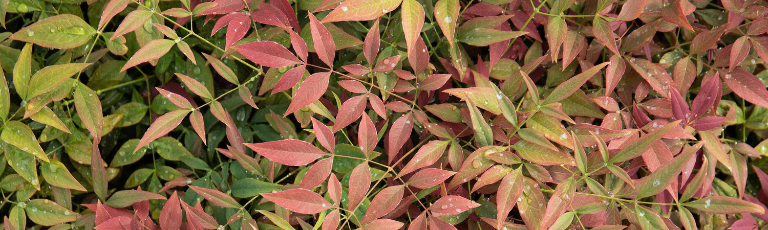 Shrub with multicolour background