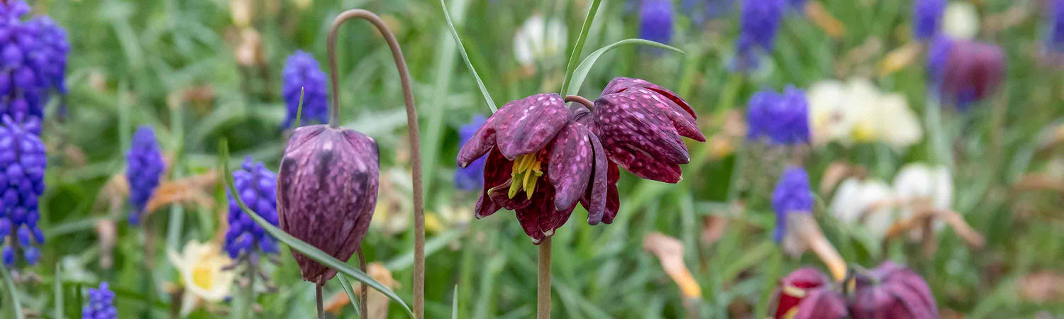 Fritilaria Bulbs