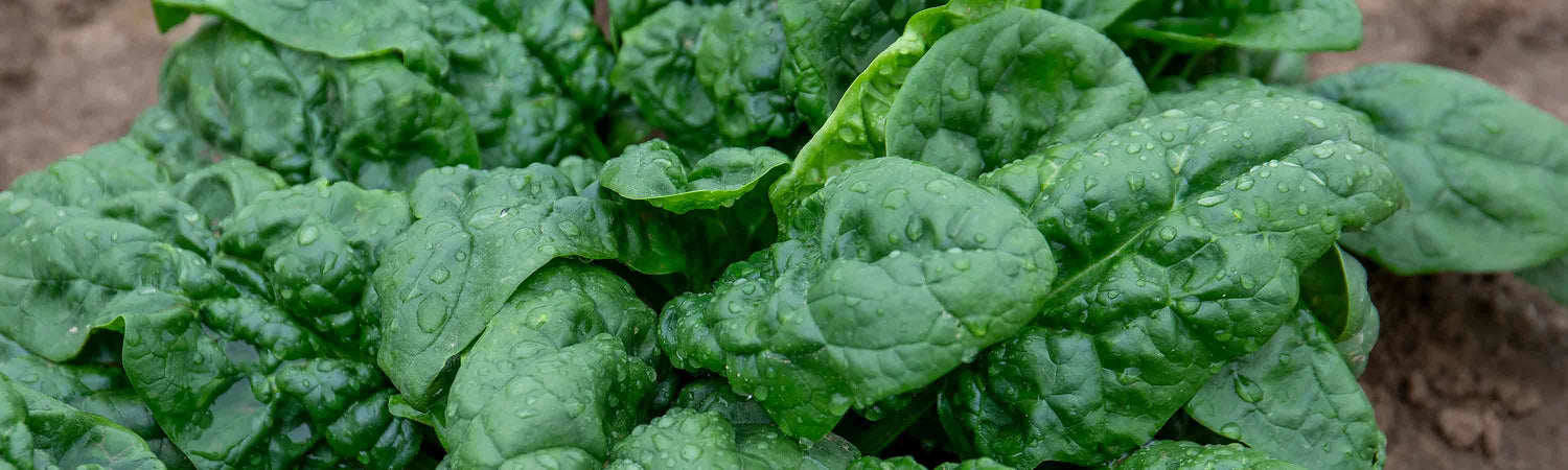 Spinach Plants