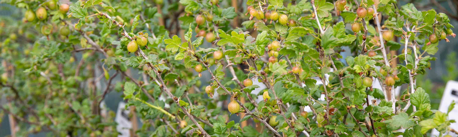 June Soft Fruit Despatch