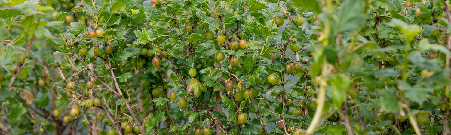Gooseberry Offer